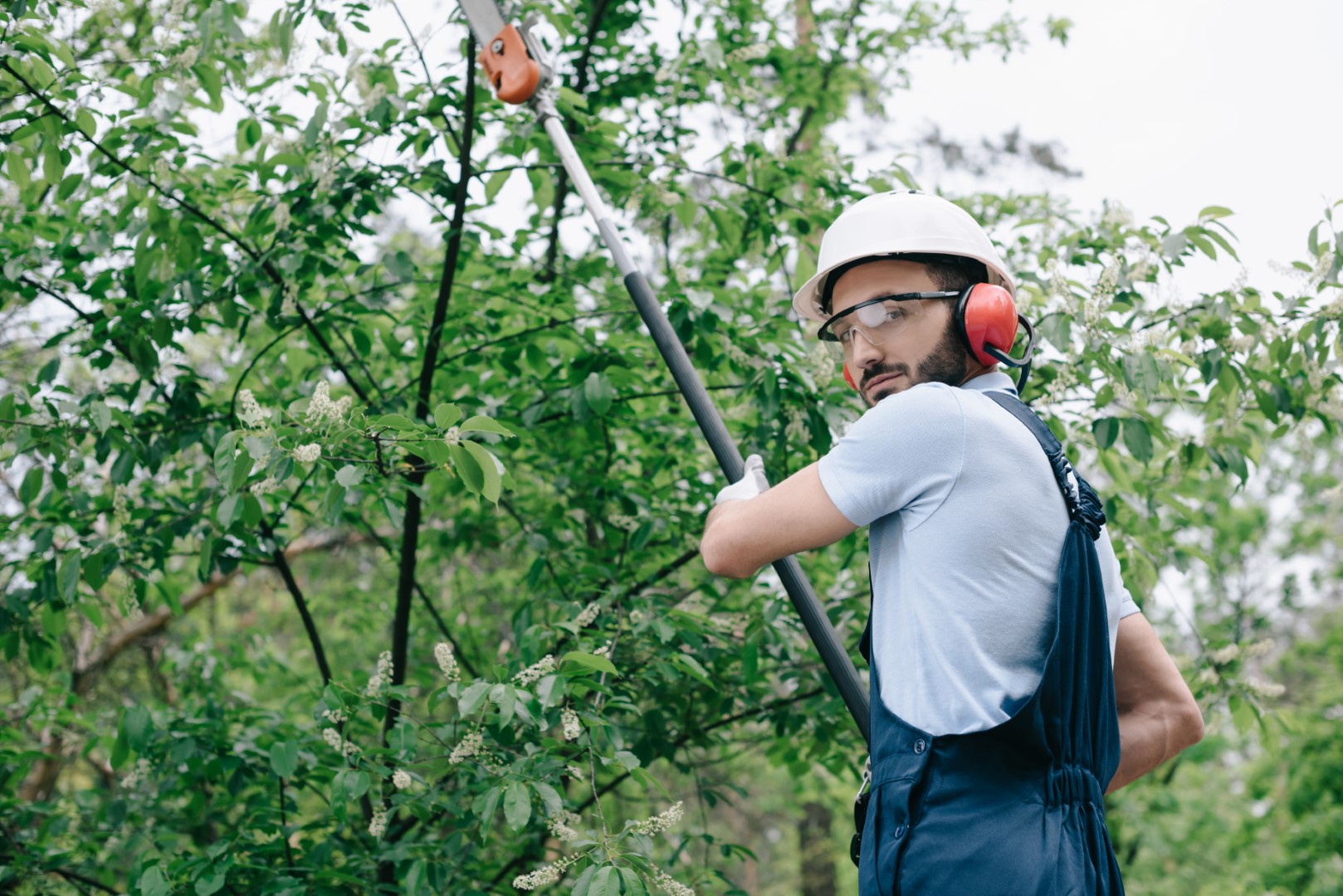 The Importance of Regular Tree Trimming for a Healthy Landscape - Mike ...