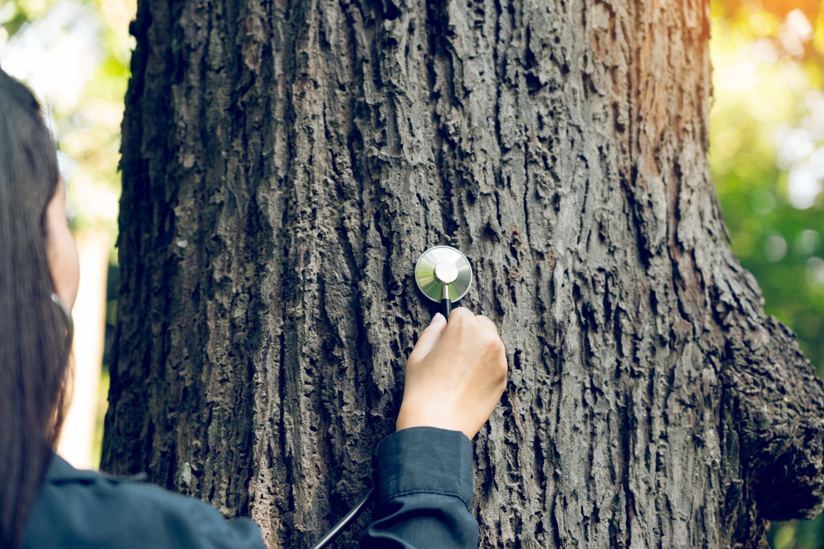 Why You Should Schedule Annual Tree Health Assessments