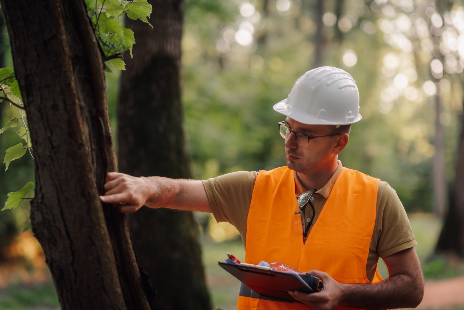 Tree Cabling and Bracing: When a Tree Needs Extra Structural Support