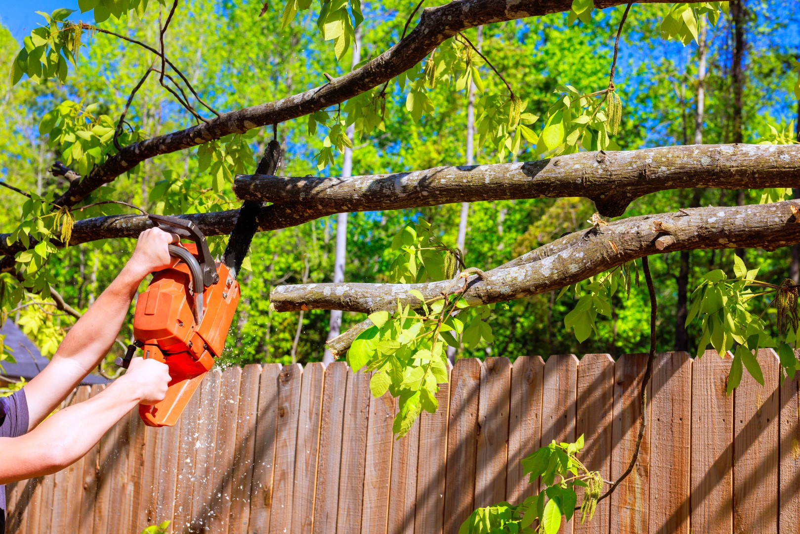 Why Tree Topping Can Harm Your Trees and What to Do Instead
