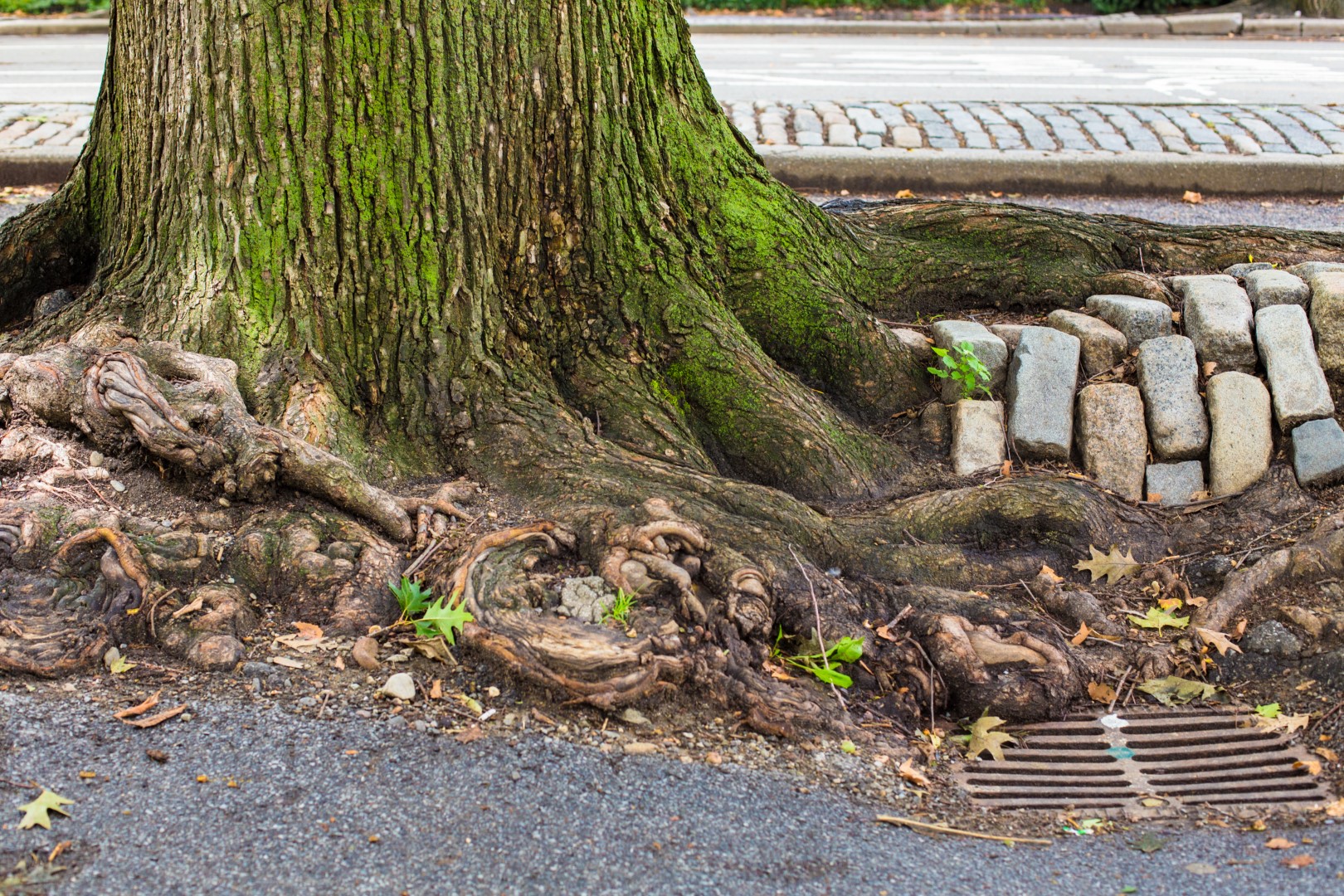 Tree Root Problems: When to Call a Professional Tree Service