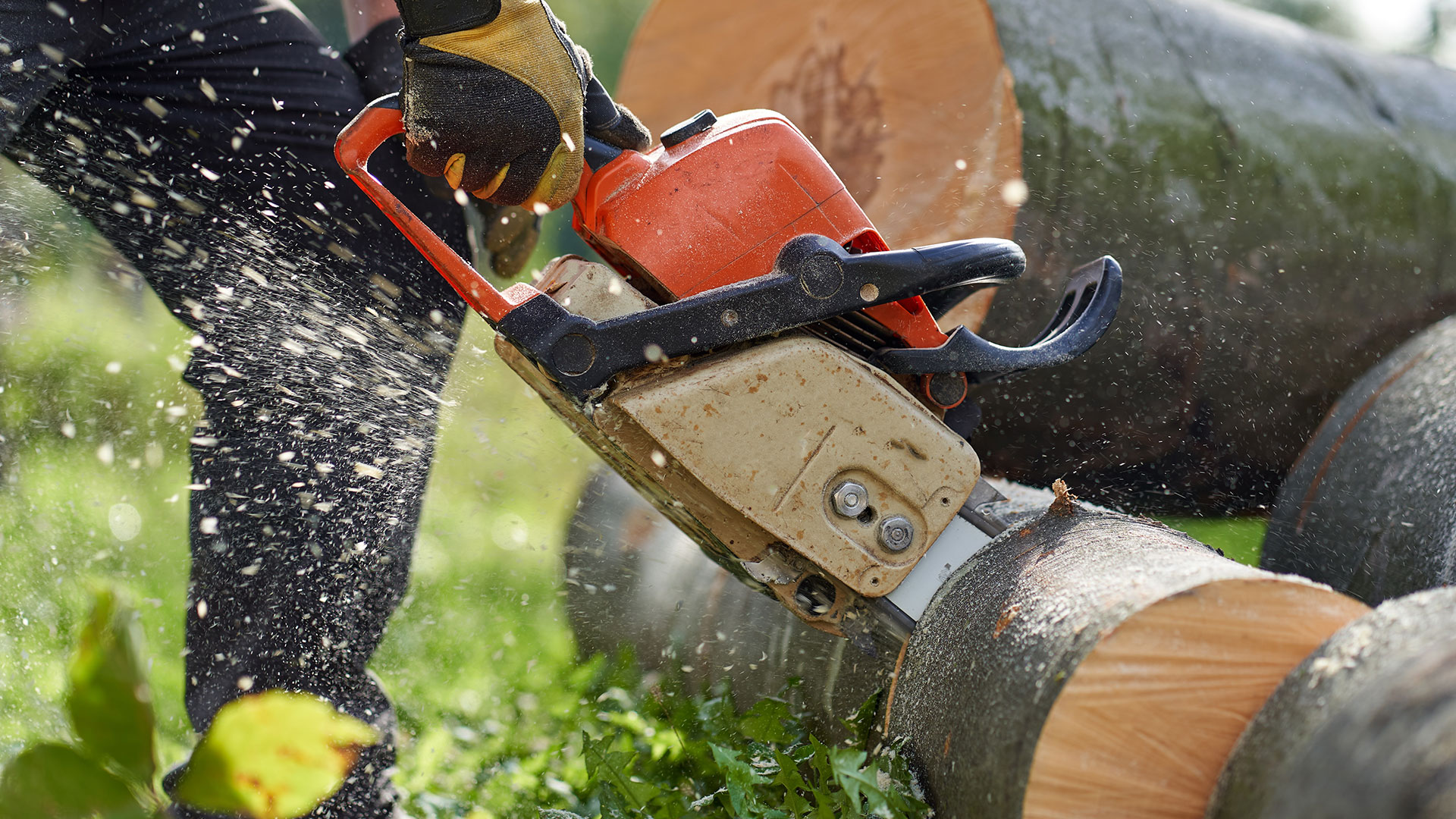 A chainsaw cutting a felled tree into sections