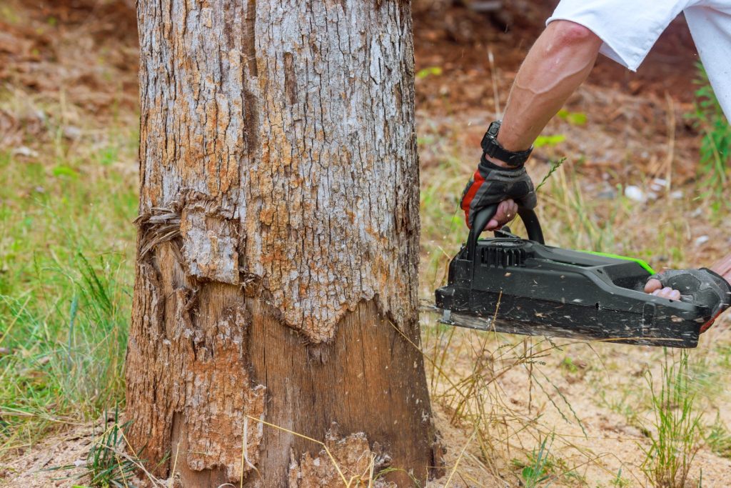 A chainsaw cutting near the base of a tree trunk