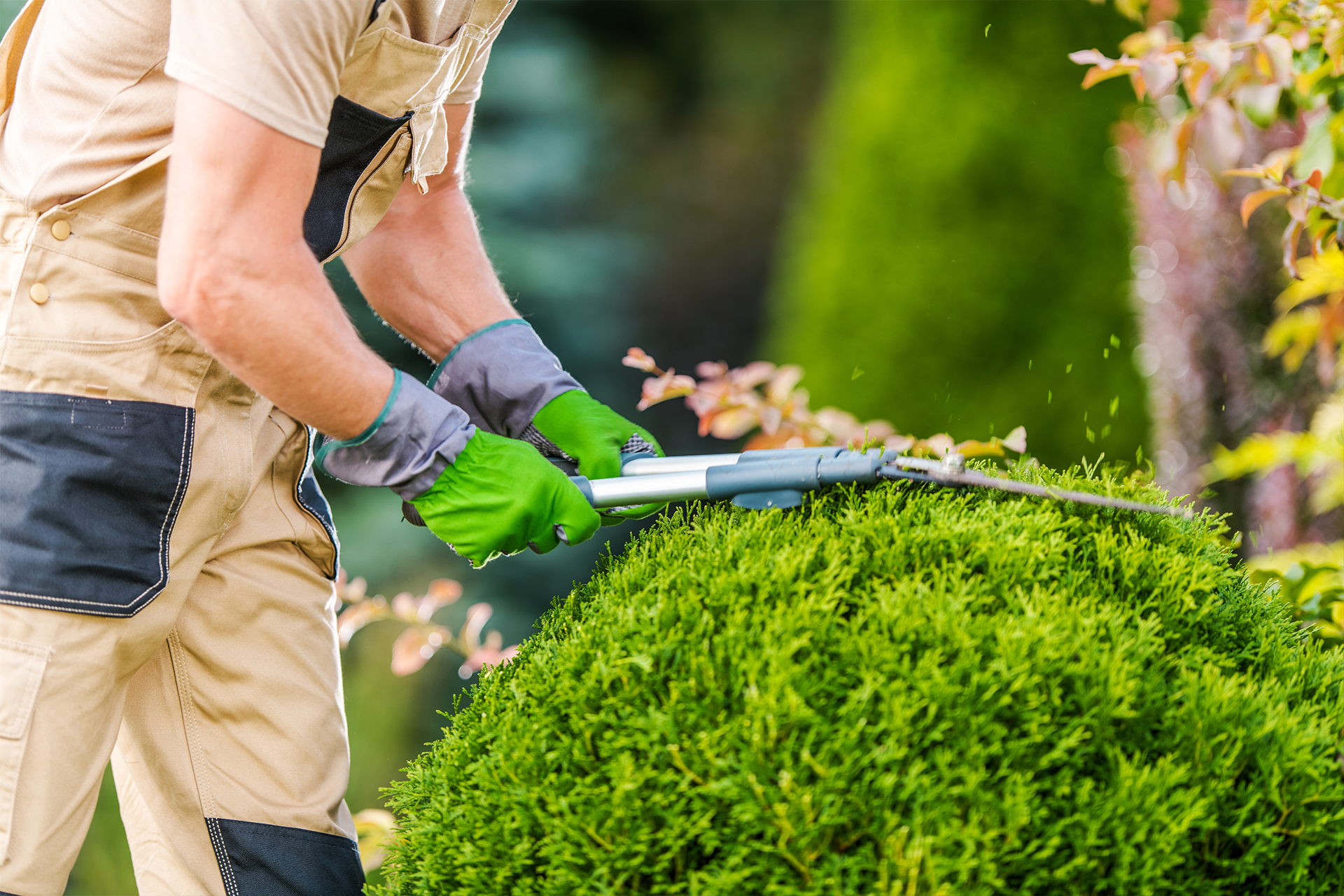 Gloved gardener shaping a green shrub with hedge shears