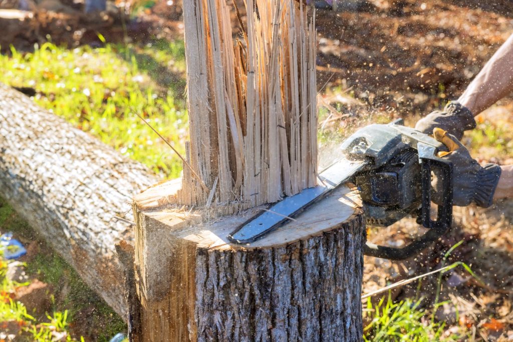 A split tree trunk beside a chainsaw during removal