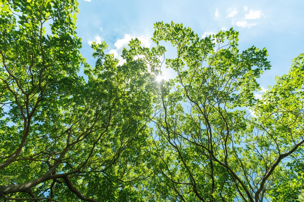 Sunlight filtering through a canopy of healthy green trees