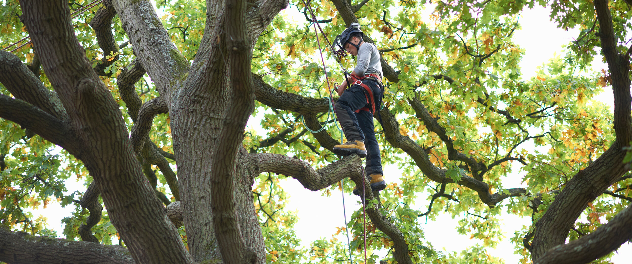 Tree care professional climbing among mature branches