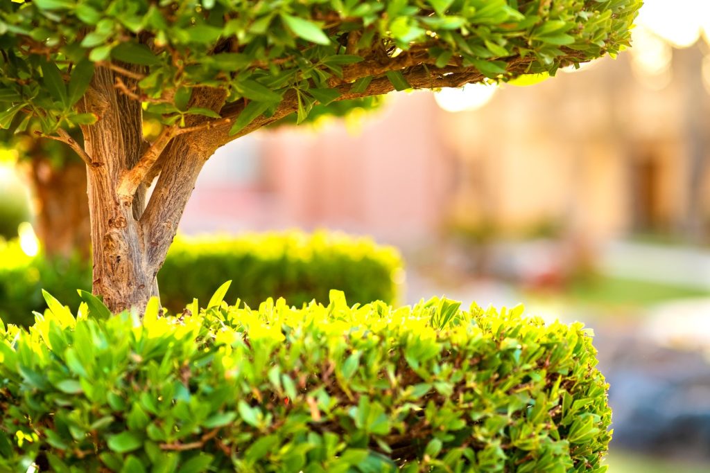 A neatly shaped garden tree above trimmed green shrubs