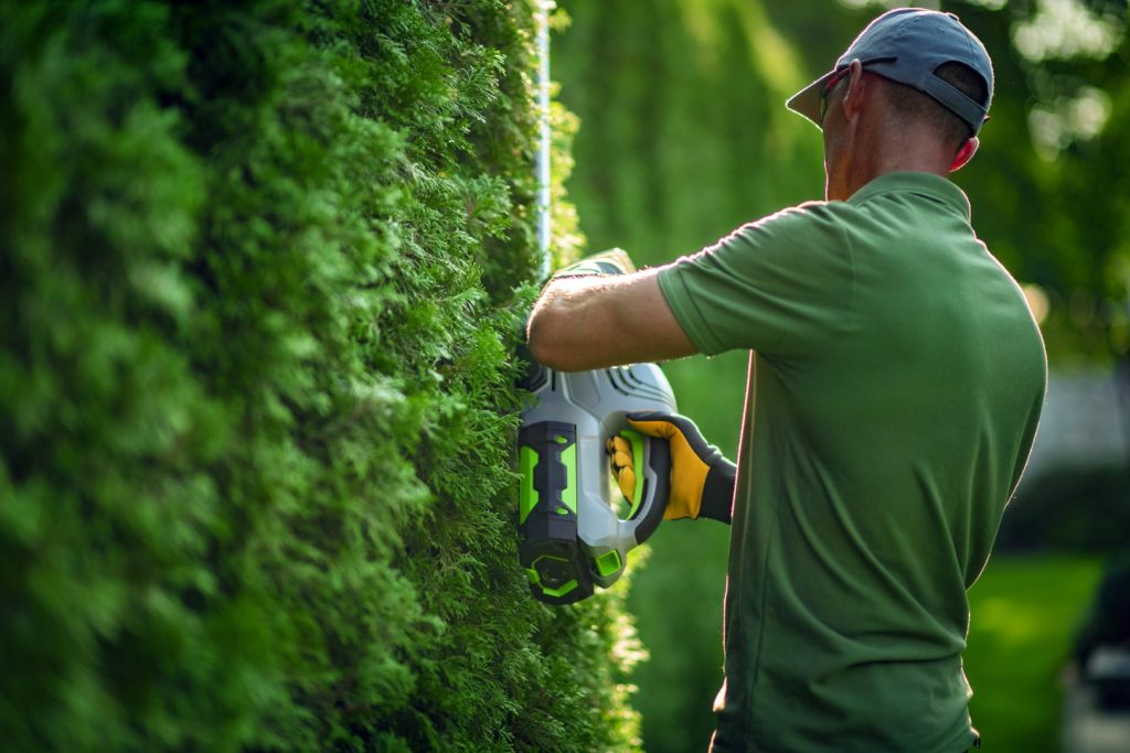 A gardener trimming a tall green hedge