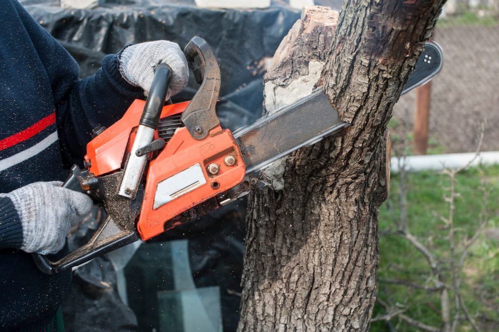Gloved hands guiding a chainsaw through a tree trunk