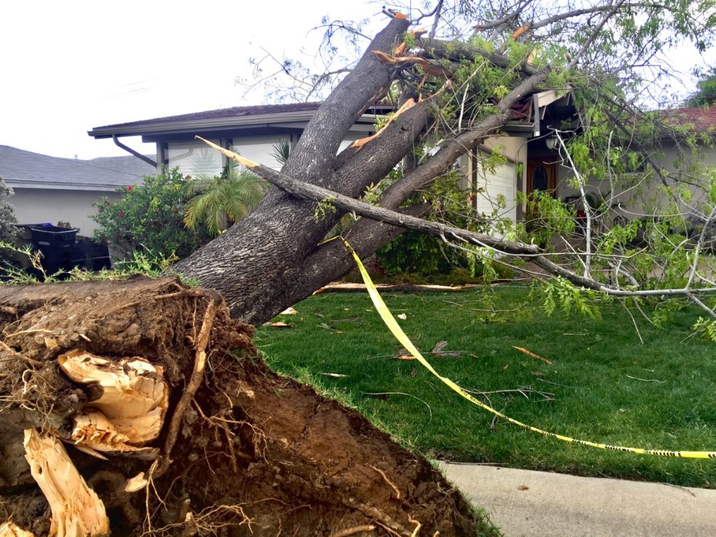 An uprooted tree leaning across the roof of a house