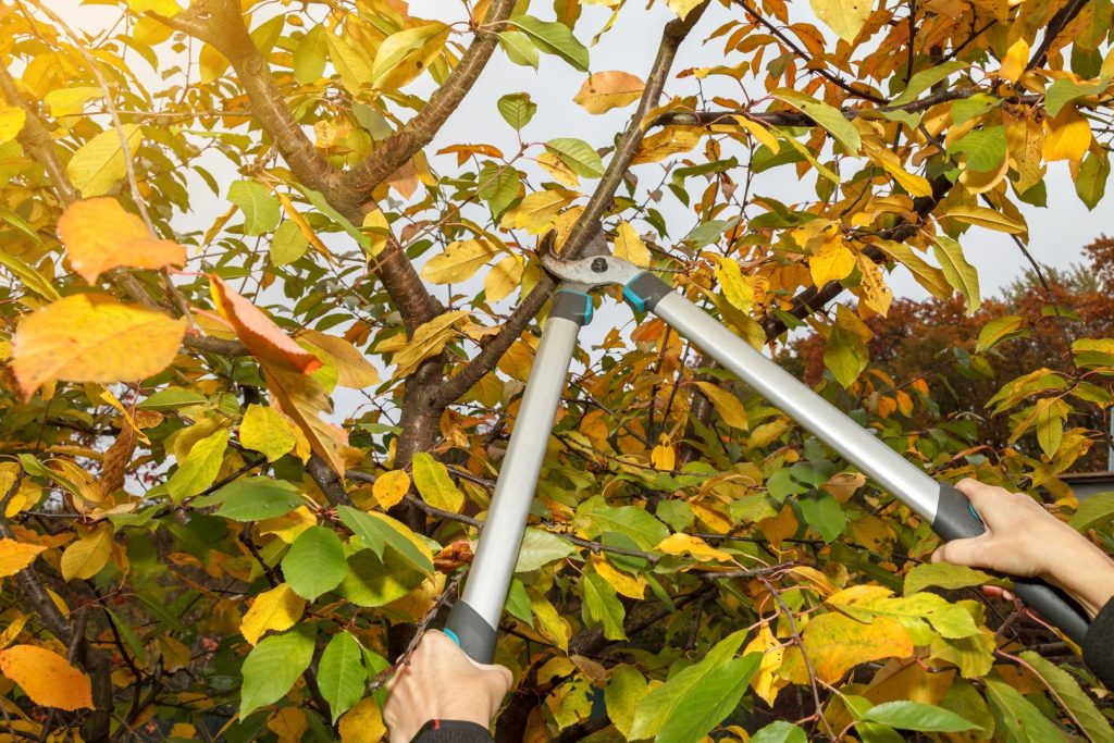 Pruning shears trimming branches with golden autumn leaves