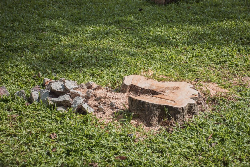 A tree stump surrounded by grass and loose soil