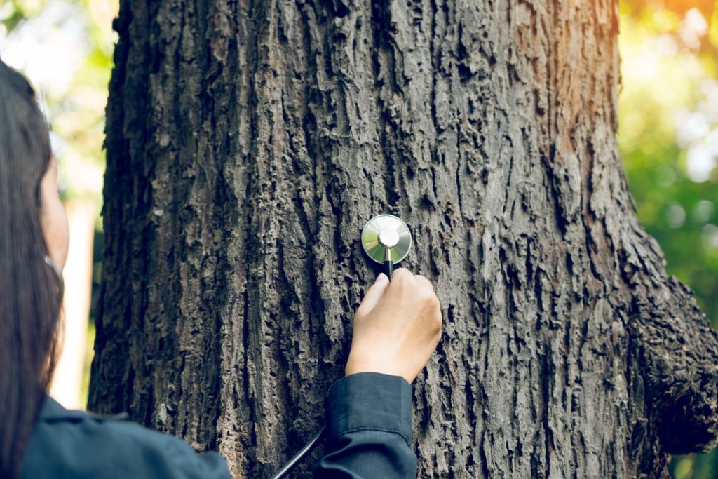 A magnifying glass being used to inspect tree bark