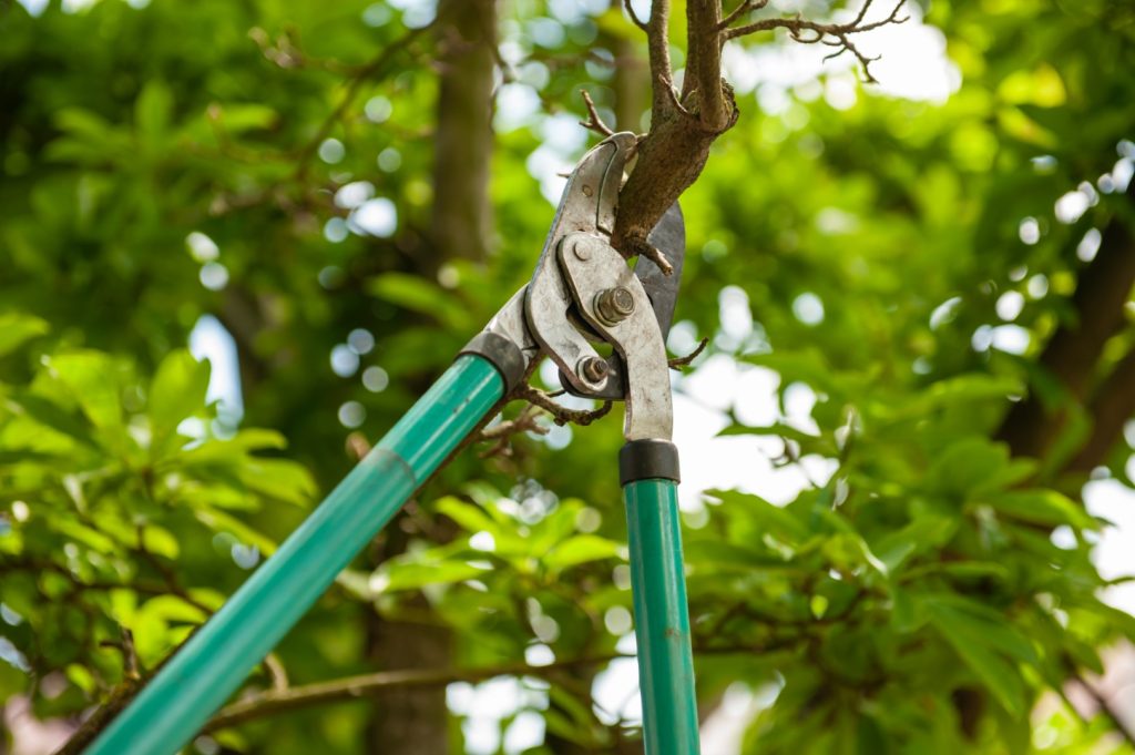Pruning shears positioned around a leafy tree branch